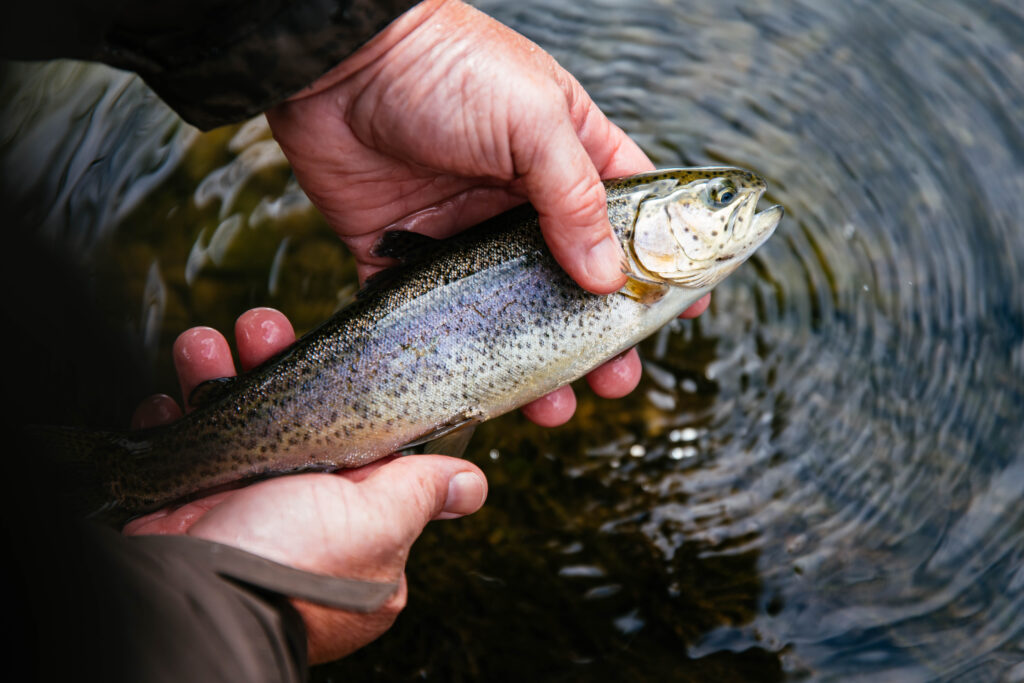 Fishing Dale Hallow